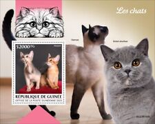 Cats abyssinian siamese d'occasion  Expédié en Belgium