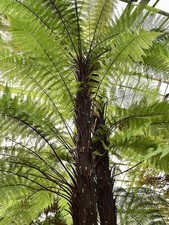 Dicksonia squarrosa rough for sale  BECCLES