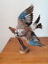 Cabinet curiosités geai d'occasion  L'Aigle