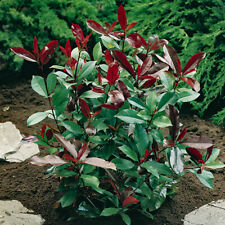 Evergreen shrub photinia for sale  PETERBOROUGH