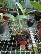Dendrobium cassiope ibrido usato  Spedire a Italy