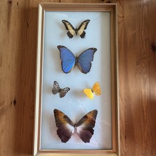 Papillons naturalisés cadre d'occasion Papillons naturalisés cadre d'occasion  Benfeld