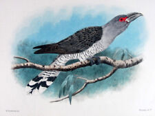 1899 j.f. keulemans usato  Urbino