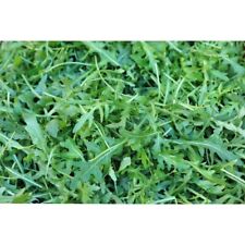4000 semi rucola usato  Scafati