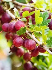 Gooseberry ribes hinnonmaki for sale  SPALDING