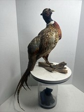 Ringneck pheasant taxidermy for sale  North Hills