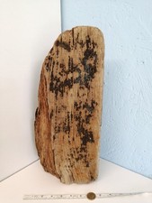 4290 large driftwood for sale  NEWQUAY