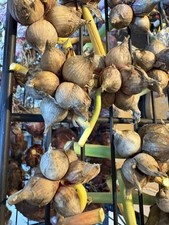 Egyptians walking onions for sale  Celina