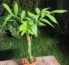 Monstera subpinnata plant for sale  Hollywood