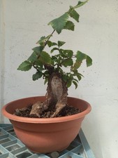 bonsai olmo usato  Trani