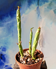 Euphorbia pteroneura ableger gebraucht kaufen  Ochtrup