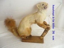 Taxidermie belette socle d'occasion  Trévol