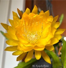 Yellow tang kleine gebraucht kaufen  Nürnberg