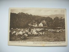Swanston shepherd care for sale  FALKIRK