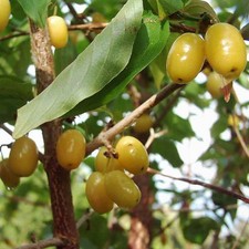 Cornus mas jantarnyj d'occasion  Pouzauges