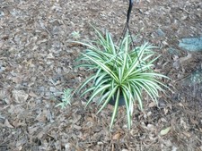 Hanging basket variegated for sale  Brunswick