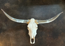 Longhorn bull skull for sale  Ashland