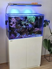 Meerwasser aquarium 80x50x35 gebraucht kaufen  Pastetten