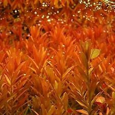 Stems rotala rotundifolia for sale  SCUNTHORPE
