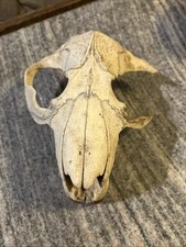 Authentic beaver skull for sale  Shawnee