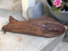 Huge coast redwood for sale  Crescent City