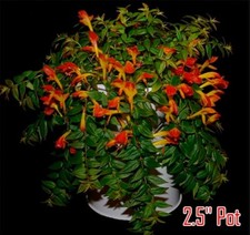 Columnea plant early for sale  Danielson