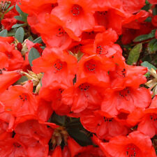 Rhododendron elizabeth evergre for sale  UK