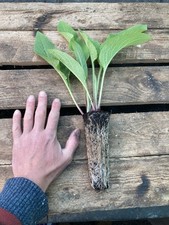 Comfrey plants deep for sale  BRAINTREE