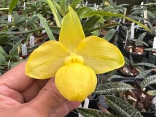 China yellow parvi for sale  Melbourne