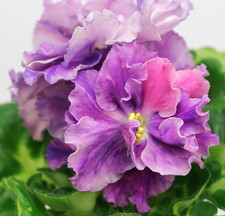 African violet plant for sale  Marriottsville