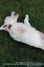 West Highland White Terrier Affirmations Workbook West Highland White Terrie... comprar usado  Enviando para Brazil
