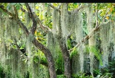 Live spanish moss for sale  Opa Locka