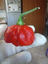Trinidad moruga scorpion usato  Tivoli