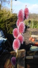 Salix chaenomeloides mount for sale  HEYWOOD