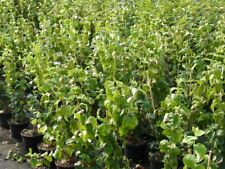Pfeifenstrauch philadelphus vi gebraucht kaufen  Appen