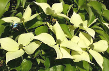 Cornus capitata himalayan for sale  ST. ASAPH