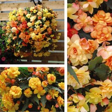 Begonia plant apricot for sale  IPSWICH