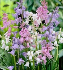 blue bell bulbs for sale  Russell