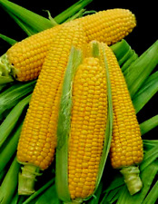 Sweet corn golden for sale  Manitowoc