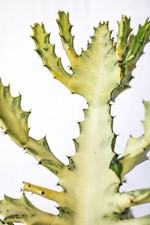 Euphorbia lactea white usato  Roma