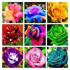100 semi rosa usato  Italia