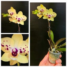 Mini phalaenopsis burgundy for sale  NOTTINGHAM