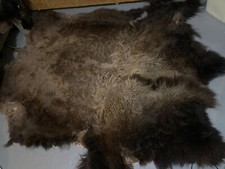 Genuine buffalo bison for sale  Sunburst