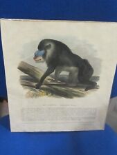 mandrill for sale  IPSWICH