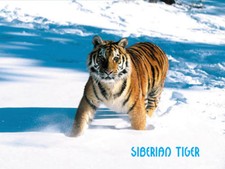 Rare siberian tiger for sale  Glendale