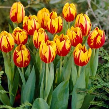 Tulips micky mouse for sale  PRESTON