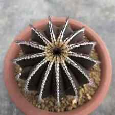 Cactus piante vive usato  Spedire a Italy