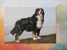Berner sennenhund hundepostkar gebraucht kaufen  Borna