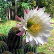 Tri.cereus schickendantzii pia usato  Lunamatrona