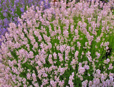 Lavender seeds unusual for sale  OLDHAM